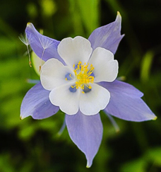 flower with leaves