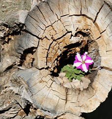 a pretty little flower growing out of a stump