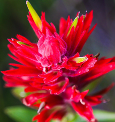 red flowers