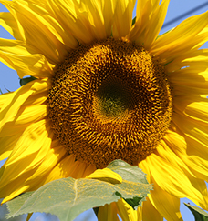 a sunflower