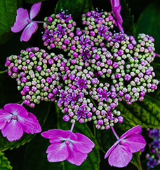 purple flowers with berries
