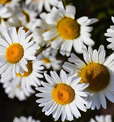 wild flowers