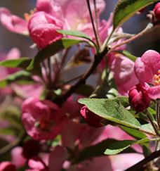 pink flowers with leaves