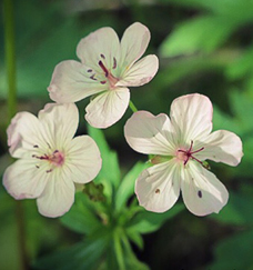 three little white flowers