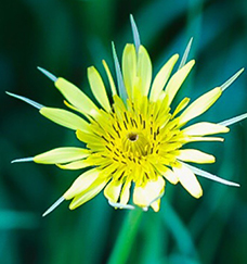 yellow wild flower